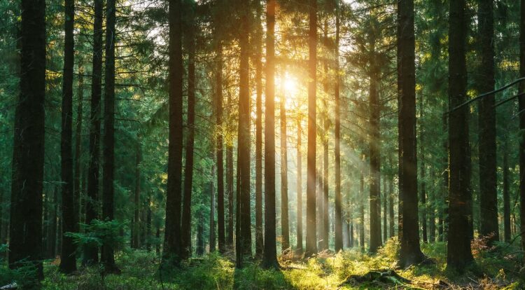 Wald im Frühling und das Licht der untergehenden Sonne bricht sich zwischen den Bäumen.